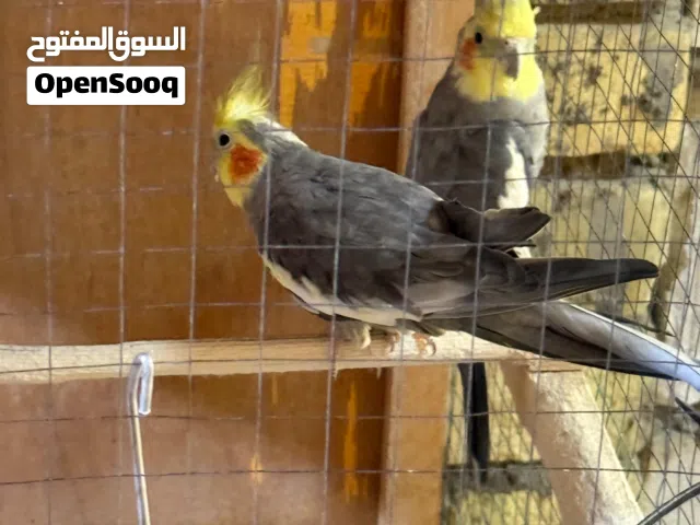 كوكتيلات ببغاء كروان صحة نشاط واضح كدامكم