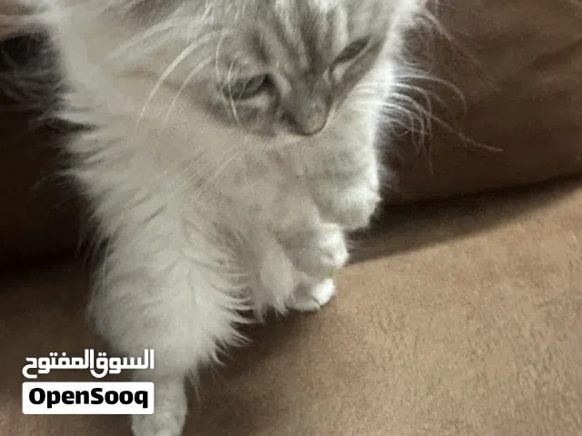 القطط لتبني