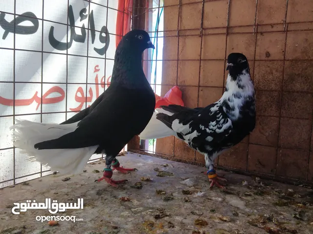 جوز جوز بداية شغل