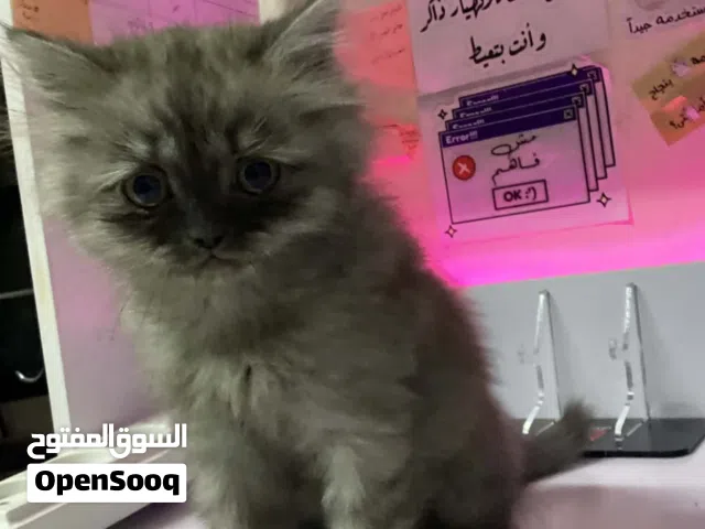 قطط للبيع بسعر مناسب