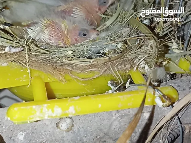 فرخين كنار لون جزري صافي لزق يدوي