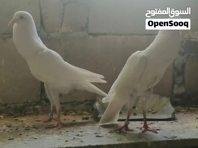 جوز مخاليف ابيض قلم مستوى حلو عالياتفي مادبا