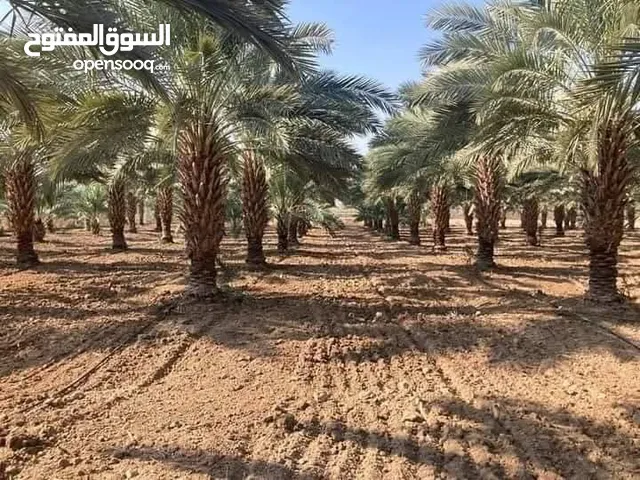 جميع أنواع النخيل