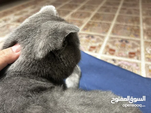 Two Scottish folds (male & female) for sale  I will be traveling and need a new home for both asap