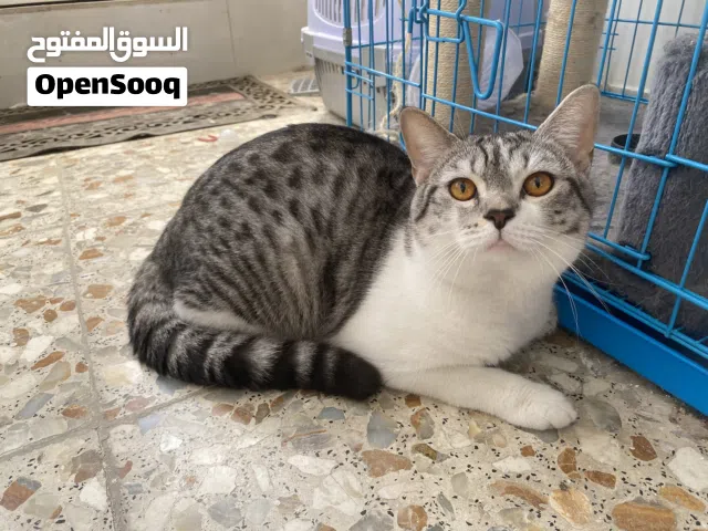 بيع قطط اثنين سكوتش ستريت معقمات وية دفتر اللقاحات