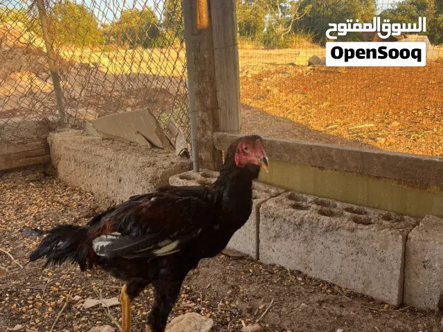 ديك باكستاني للبيع