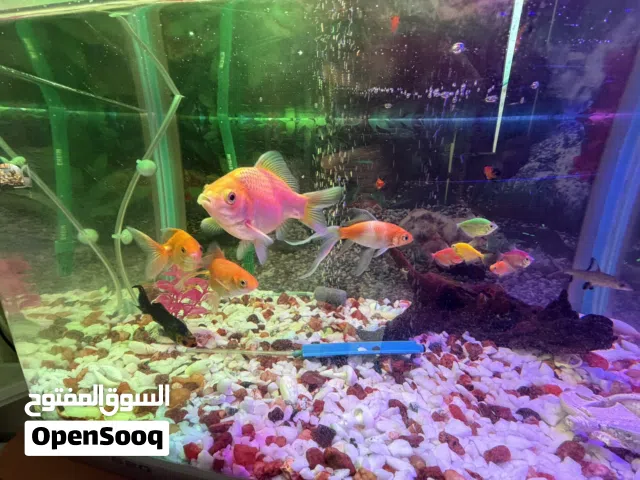 620 Model Aquarium with Koi Fishes cabinet and EHIEM 440 Pump