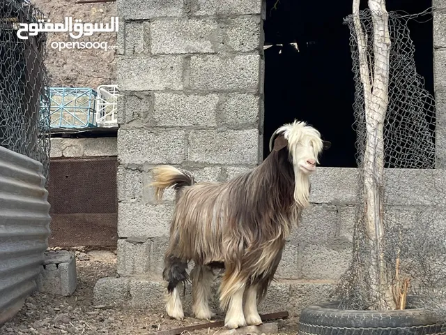 شاه رحبيه مع بنتهام شاءالله من النوع الضخم اقرا الوصف