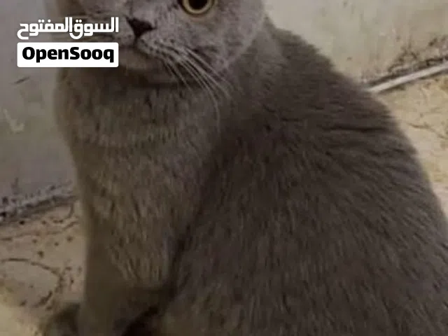 سكوتج فولد