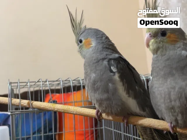 طيور الكوكتيل