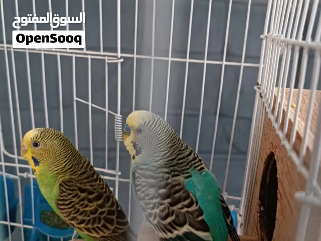 عصافير للبيع