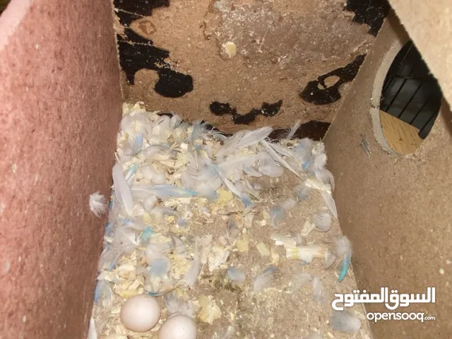 جوز حب مع بيض للبيع