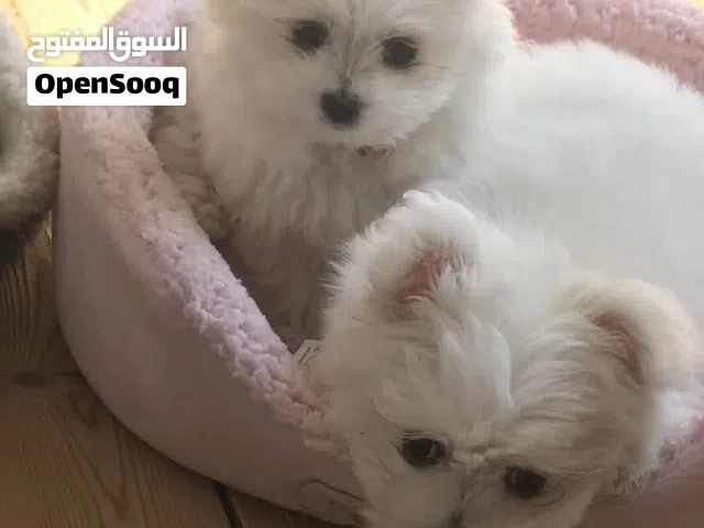 Maltese Puppies Available for Adoption – Male & Female