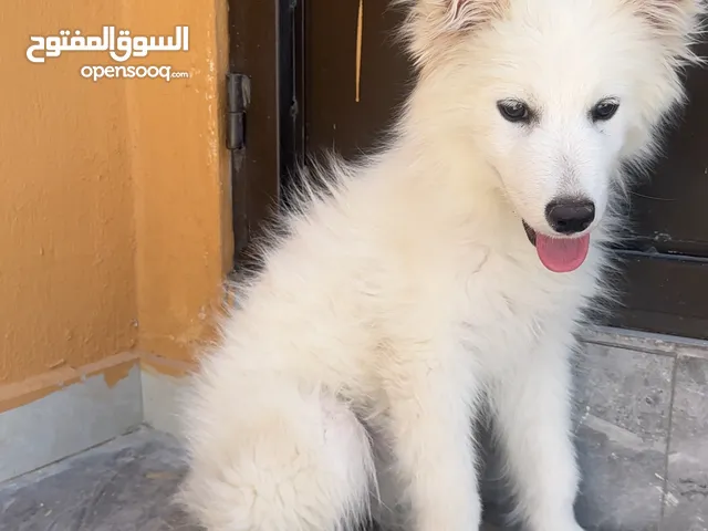 كلب ساموايد للبيع انثى