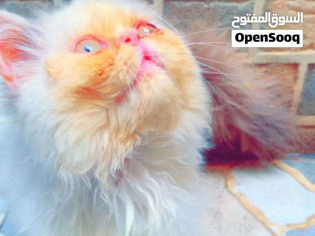 قط دكر شيرازي بيكي فيس العمر حوالي 4  متعود على التر بوكس وقط نظيف
