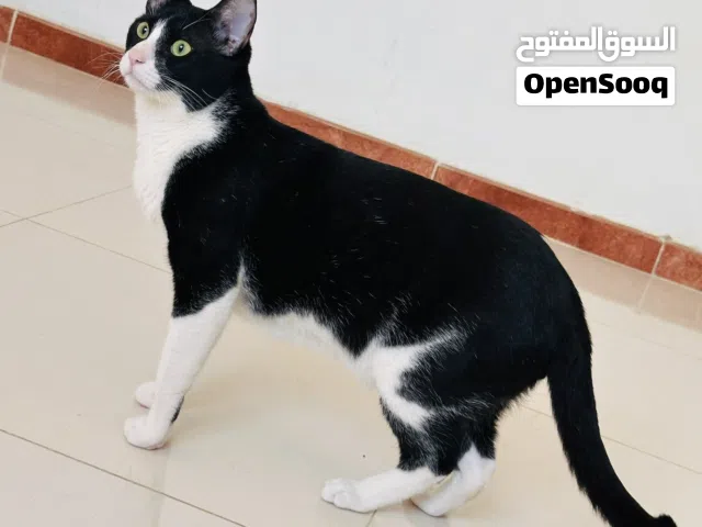 قط للتبني Cat for adoption