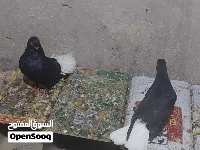 جوز نوري اسود مع جوزين افراخ كبار للبيع اوالبدل على فرنسي جامبو