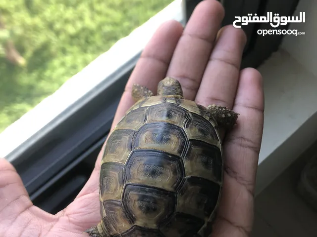 Baby Greek tortoise