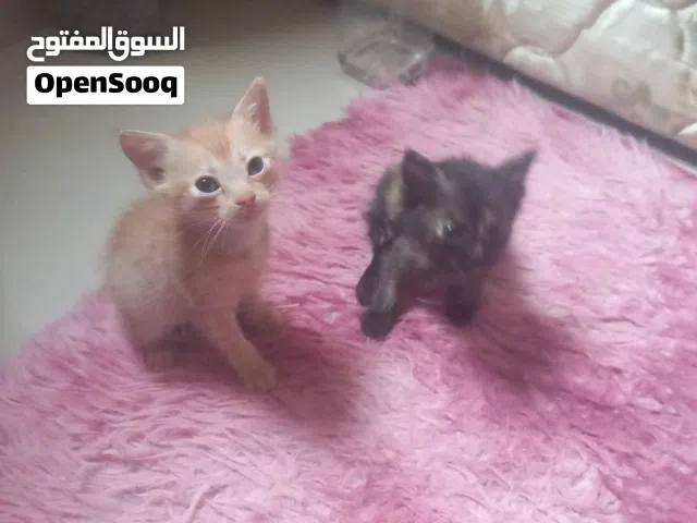 قطين اخوان للتبني "الوصف مهم"