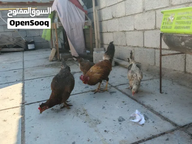 دجاج عرب للبيع
