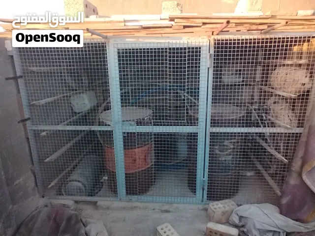 قفاصه 2 الكبير  الكبير مال حمام ولصغير مال طيرو ب بلابل هيج شي