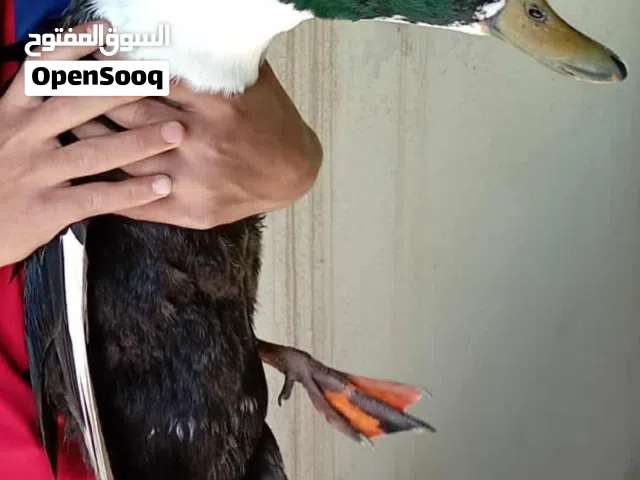 ذكر بط للبيع
