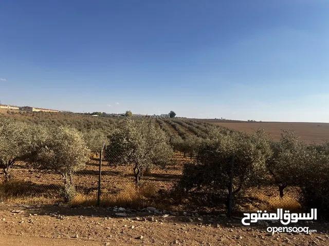 Farm Land for Sale in Amman Sufa