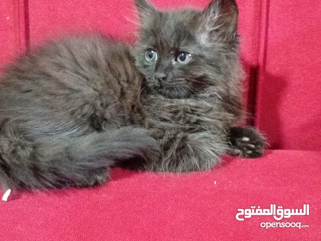 قطه للبيع 40
