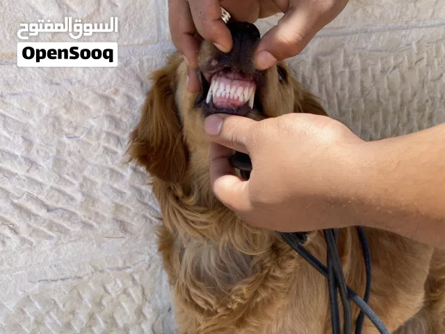 كلب جولدن ريتيفر