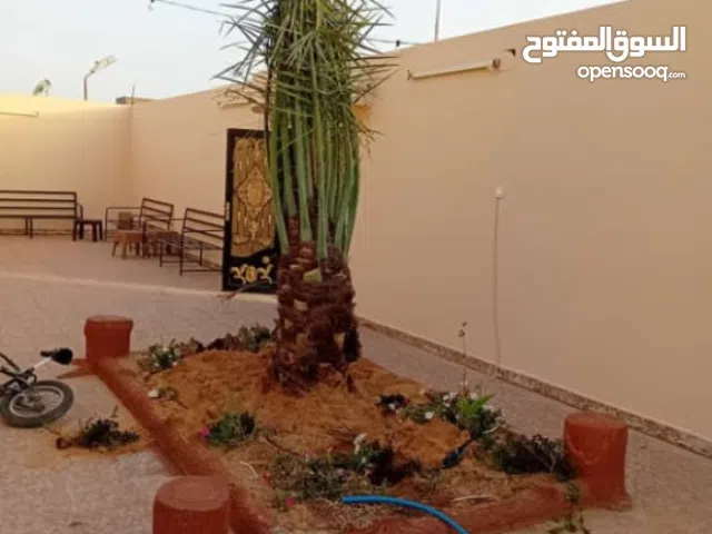 نخل للبيع جميع النواع انخل العربي سكري إخلاص برحي صقعي مجدول هلالي سلج مكتومي سكري عجوه صفوى عسيله ه