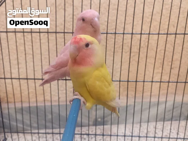 ببغاء روز للبيع اقرا الوصف