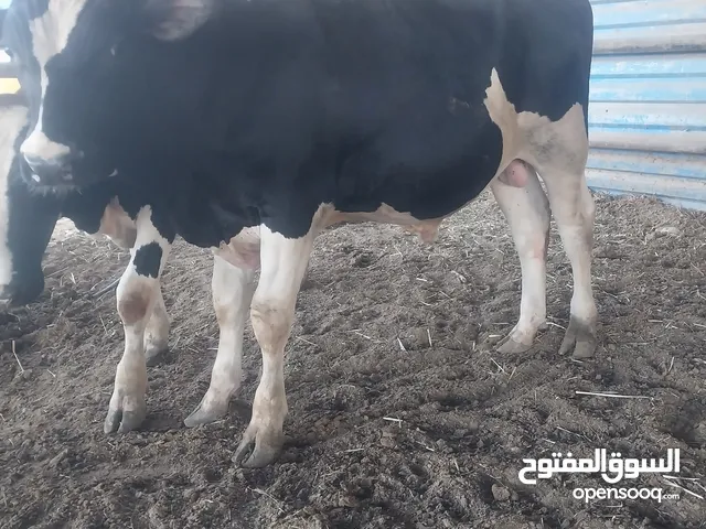 6 عجول دكور 9 شهور