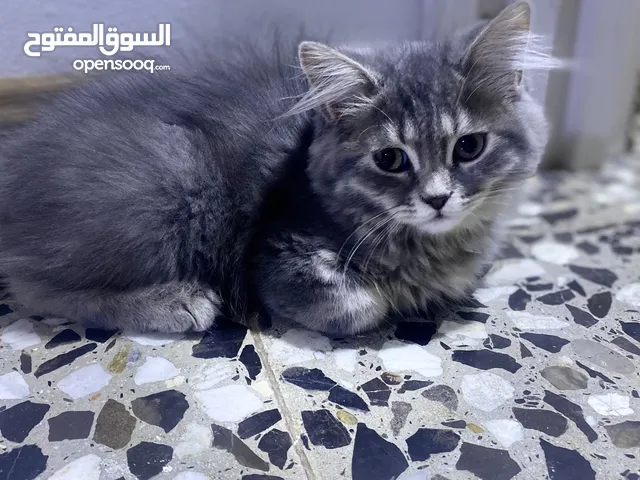 قطط عمر تلث اشهر من اب سكوتش وام شيرازيه نضيفات وفول لعب وصحه شرط الفحص تاخذه مني تروح تفحصه وتتاكد