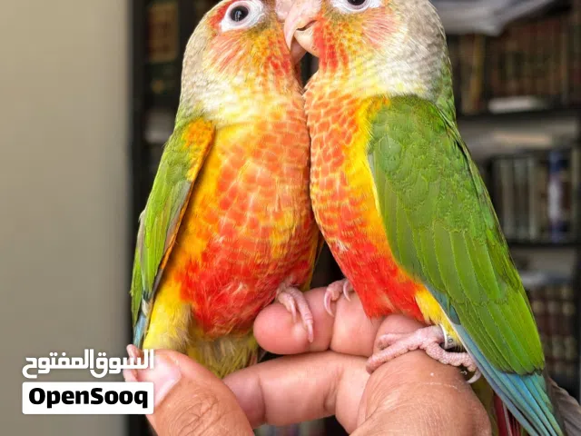 ببغاء كنيور باينابول