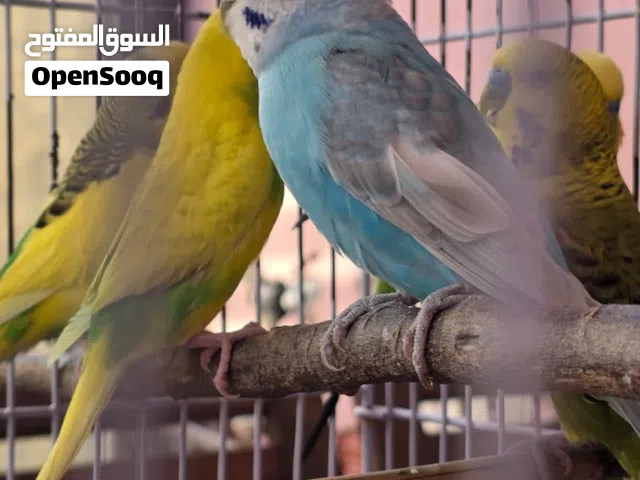 locally budgies