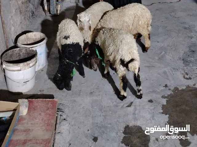 طليان مال بيت 3