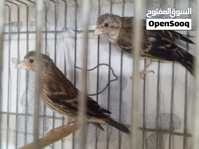 السلام عليكم ورحمه الله وبركاته