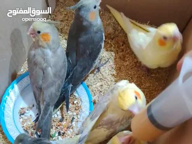 كوكتيل ربه طينه مثل ماواضح سعر التك 40