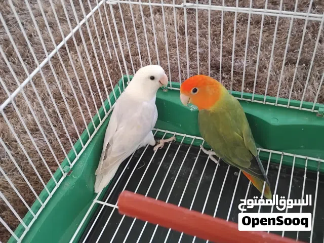 كوبيا بركديلو للبيع بصحة جيدة