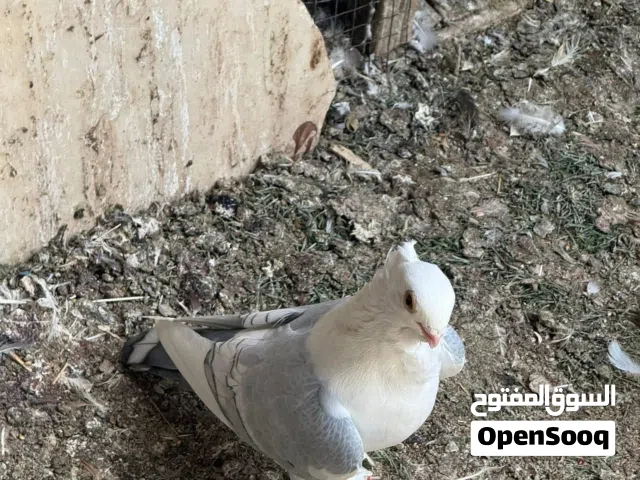 فحل خط اول نقشة ونقاوة شرط التبزير