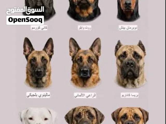 مطلوب كلب للتبني معنديش فلوس نشري