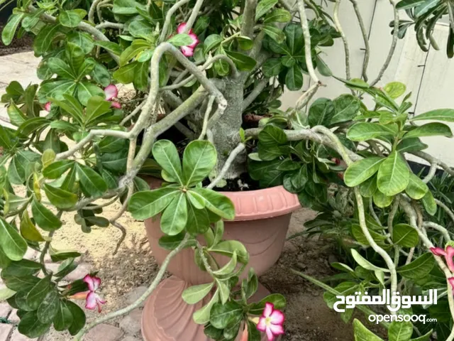 Desert rose pink flower