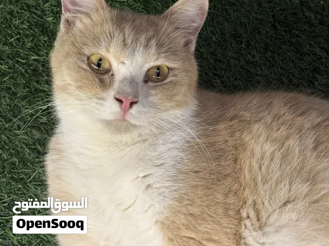 قطو انثى للتبني