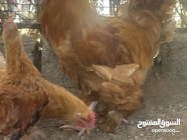 دجاج كوشن العملاق مختلف الاحجام 8اشهر و4اشهر وثلاث اشهر لبيع