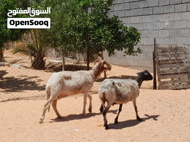 2نعاج وطنيات الله يبارك عشار الزوز محصنات وسليمات ضروعهم سليمه سنهم جمع صغير..