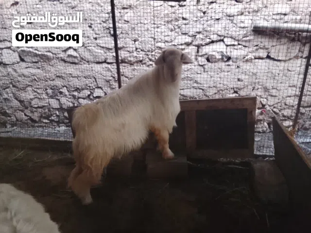من حلال الرحوب
