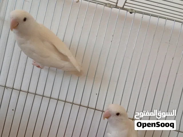 للبيع جوز روز ابيض