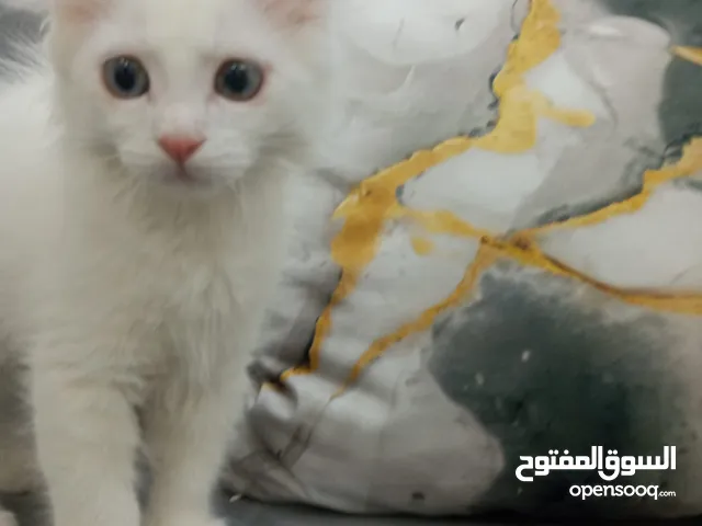 قط ذكر للبيع مكس شيرازي و انقورا عمر شهرين و نص