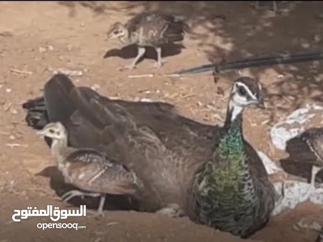 فروخ طاوس للبيع 750