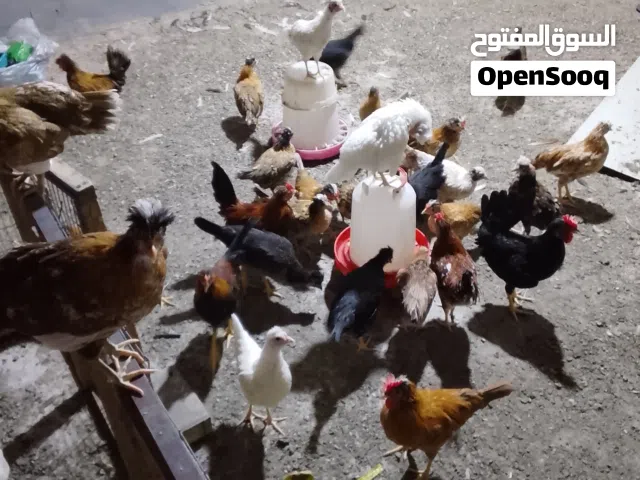 فروج اكويتي